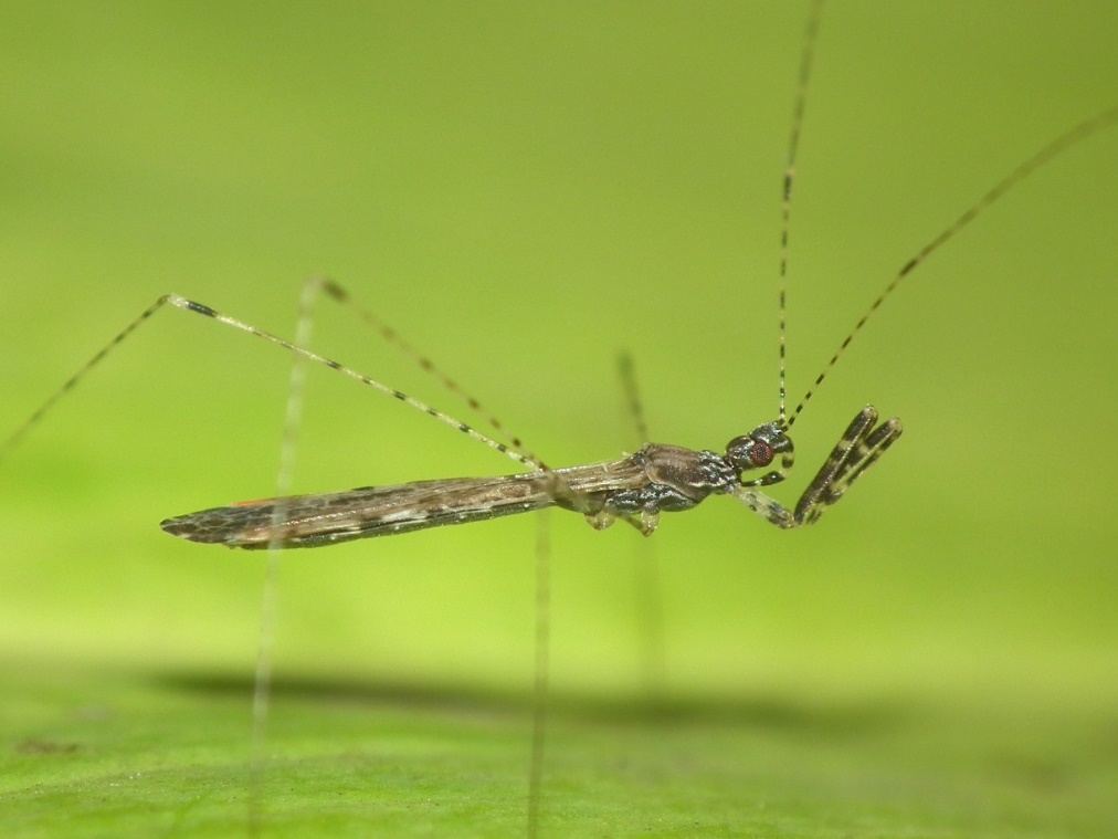 Reduviidae: Empicoris rubromaculatus